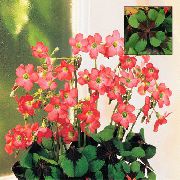 röd Krukväxter Oxalis Blomma  foto