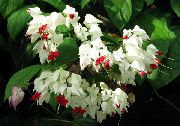 vit Krukväxter Clerodendron Blomma (Clerodendrum) foto