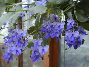 gaiši zils Telpaugi Clerodendron Zieds (Clerodendrum) foto