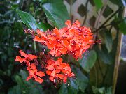 sarkans Telpaugi Clerodendron Zieds (Clerodendrum) foto