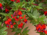 წითელი  სიგარეტის ქარხანა ყვავილების (Cuphea) ფოტო