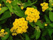 ყვითელი შიდა მცენარეები Lantana ყვავილების  ფოტო