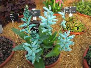 Ακρωτήριο Πασχαλίτσα γαλάζιο λουλούδι