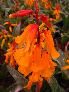 naranja Plantas de interior Cape Prímula Flor (Lachenalia) foto