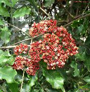 წითელი Leea, დასავლეთით Indian სიწმინდე, ჰავაის Holly წითელი ყვავილების