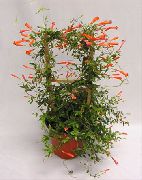 röd Krukväxter Godishavre Vinstockar, Smällare Anläggning Blomma (Manettia) foto