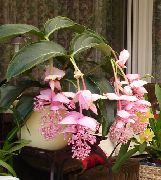 roze Kamerplanten Opzichtige Melastome Bloem (Medinilla) foto