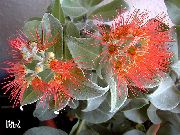 წითელი შიდა მცენარეები ნაძვის, Pohutukawa ყვავილების (Metrosideros) ფოტო