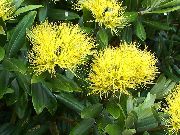 ყვითელი შიდა მცენარეები ნაძვის, Pohutukawa ყვავილების (Metrosideros) ფოტო