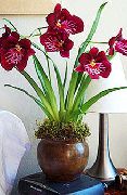 koyu kırmızı Kapalı bitkiler Miltonia çiçek  fotoğraf