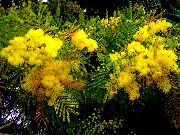 κίτρινος φυτά εσωτερικού χώρου Ακακία λουλούδι (Acacia) φωτογραφία