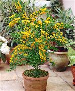 gul Innendørs planter Akasie Blomst (Acacia) bilde
