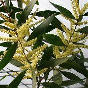 ყვითელი შიდა მცენარეები აკაციის ყვავილების (Acacia) ფოტო