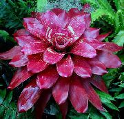koyu kırmızı Kapalı bitkiler Bromeliad çiçek (Neoregelia) fotoğraf