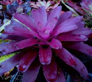 Bromeliad purpurne Lill