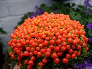rød  Perle Plante Blomst (nertera) foto