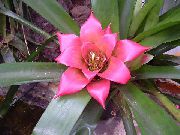 粉红色 室内植物 Nidularium 花  照片