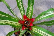 raudonas Vidinis augalai Nidularium žiedas  nuotrauka
