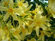 сары Үй Өсімдіктер Олеандр Гүл (Nerium oleander) фото