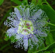 lyse blå Innendørs planter Pasjonsblomst  (Passiflora) bilde