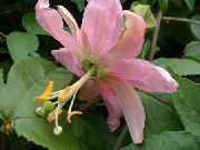 ピンク 屋内植物 トケイソウ フラワー (Passiflora) フォト