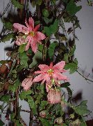 roosa Toataimed Kirg Lillede  (Passiflora) foto