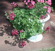 bordó Izbové Rastliny Pelargónie Kvetina (Pelargonium) fotografie