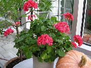 Geranium vermelho Flor