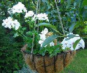 branco Plantas de interior Geranium Flor (Pelargonium) foto