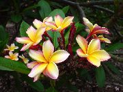żółty Rośliny domowe Plumeria Kwiat  zdjęcie