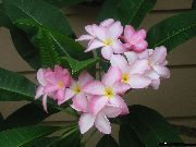 Plumeria rosa Blomst