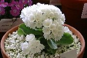 Primula, Auricula branco Flor