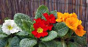 Primula, Градинска Иглика С Гладки Листа червен Цвете