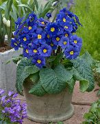 temno modra Sobne Rastline Primula, Avrikelj Cvet  fotografija