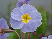 šviesiai mėlynas Vidinis augalai Primula, Auricula žiedas  nuotrauka
