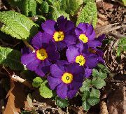 Primula, Градинска Иглика С Гладки Листа пурпурен Цвете