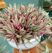 бордовий Домашні рослини Рео Квітка (Rhoeo Tradescantia) фото