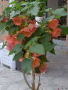 ვარდისფერი შიდა მცენარეები აყვავებული ნეკერჩხალი, ტირილი ნეკერჩხალი, ჩინური Lantern ყვავილების (Abutilon) ფოტო