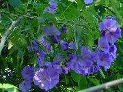 ljusblå Krukväxter Blommande Lönn, Gråtande Lönn, Kinesisk Lykta  (Abutilon) foto