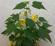 gul Indendørs planter Blomstrende Ahorn Grædende Ahorn, Kinesisk Lanterne  (Abutilon) foto