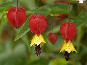 czerwony Rośliny domowe Abutilon (Klon Pokój) Kwiat  zdjęcie