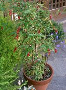 rosa  Bloodberry, Rouge Pflanze, Baby Pfeffer, Pigeonberry, Coralito Blume (Rivina) foto