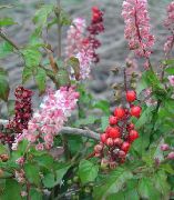 розов  Bloodberry, Руж Растение, Бебето Пипер, Pigeonberry, Coralito Цвете (Rivina) снимка