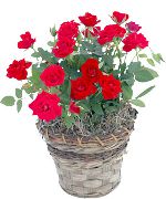 raudonas Vidinis augalai Rožė žiedas (Rose) nuotrauka