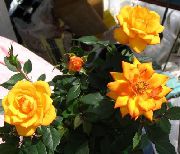 橙 室内植物 玫瑰 花 (Rose) 照片