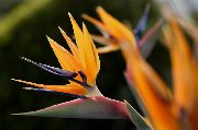 オレンジ 屋内植物 楽園の鳥、クレーンの花、stelitzia フラワー (Strelitzia reginae) フォト