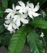 Tabernaemontana, Bananenbuchse weiß Blume