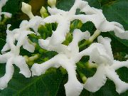 白 室内植物 Tabernaemontana，香蕉灌木 花  照片