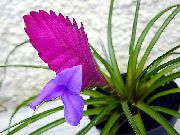 бузковий Домашні рослини Тилландсия Зелена Квітка (Tillandsia) фото