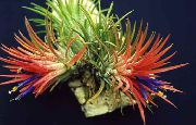 红 室内植物 铁兰 花 (Tillandsia) 照片